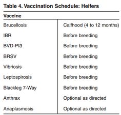 gestation table for cattle! it\u0027s still a good estimate, even thoughmy herd health plan establishes which vaccinations that all of my cattle need to stay healthy ( this includes not only heifers, but the bull,